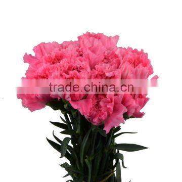 Cheap deep pink pink carnation with high quality