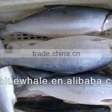 MILKFISH WHOLE ROUND