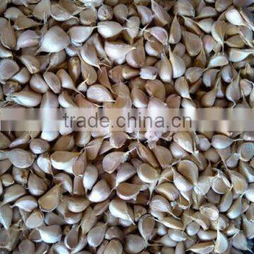 Commercial Garlic Clove Separating Machine|Automatic Garlic Flake Breaking Machine photo-4
