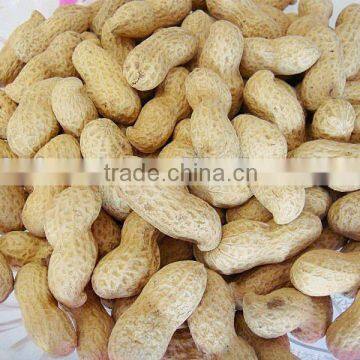 raw peanuts in shell new crop