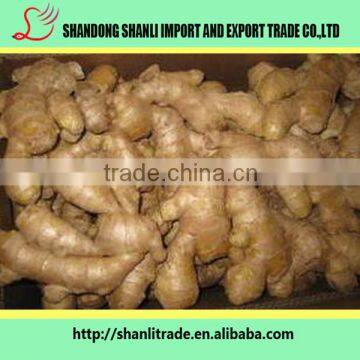 Hot sale Chinese dry ginger/fresh ginger paste hot for sale