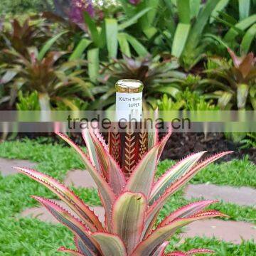 Southern Thailand : Super photo-2