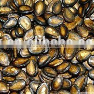 china new crop black watermelon seeds in shell