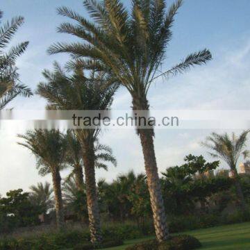 Camouflaged tree tower disguised antenna artificial palm tree