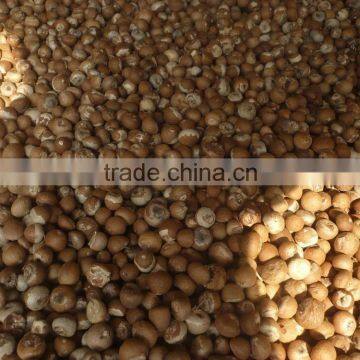 Dried Betel Nut BEST Quantity