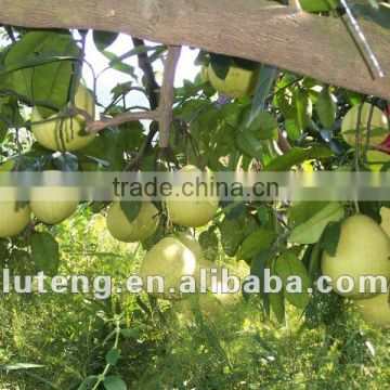 Chinese new crop fresh pomelo fruit hot selling