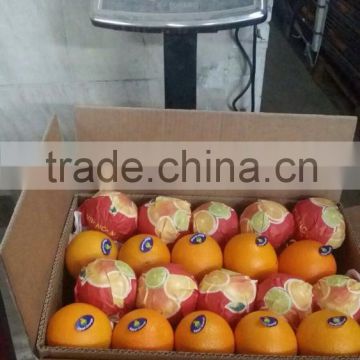 Grade A Fresh Oranges (Navel, Valencia etc)