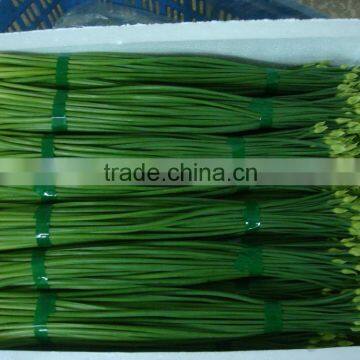 2015 new arrival hot sale fresh onion flowers from professional factory