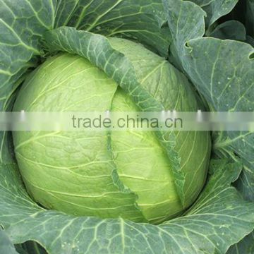 MC04 Baoxia high temperature resistant hybrid cabbage seeds for sale