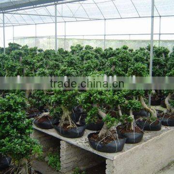 Bonsai/ficus/plants