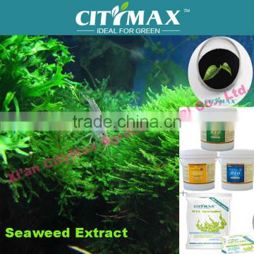 Hot!!! Super Seaweed Extract Powder