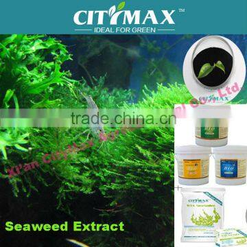 100% soluble seaweed sargassum powder