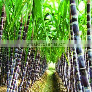 Sugarcane Juice Extractor Commercial Sugarcane Juice Machine photo-5