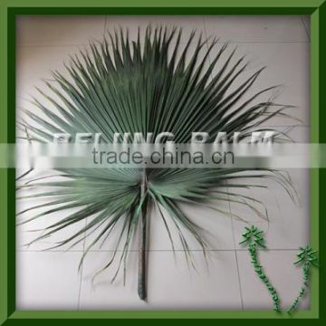 palm leaf,preserved palm leaf frond,washingtonia palm frond