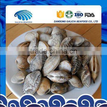 Boiled Variegated Clam Nature Fresh FAO61