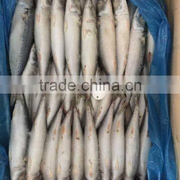 Landfrozen Mackerel 150-200g photo-5