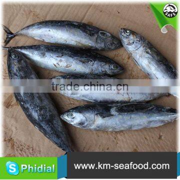 Carton or Woven Bag Packed Without Faure Marin China Manufacturer Bonito photo-3