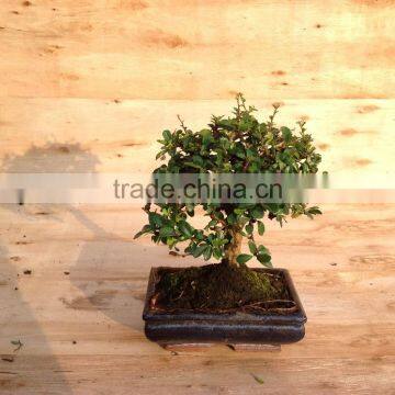 Indoor Bonsai Podocarpus Macrophyllus for Decoration Ball Shape photo-2