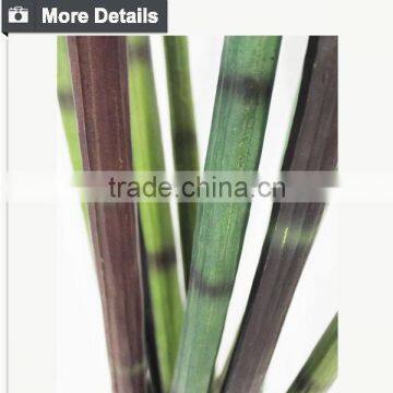 Manufacturing Maguey Garden Decoration Indoor Decoration Handmade Plant for Sale photo-2