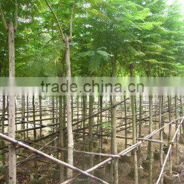 Jacaranda Acutifolia Blue Flower Tree photo-3