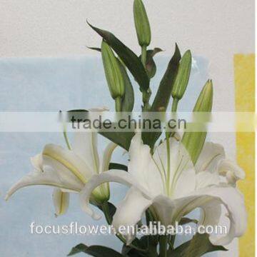 2017 Wholesale White Siberia Lily With High Quality photo-6