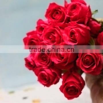 rose-wholesale Wedding decorations wholesale China fresh cut Pink rose flowers Rose for sale