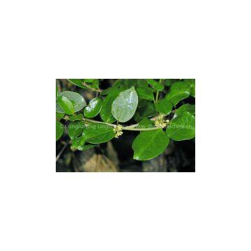 Gymnema Sylvestre Extract