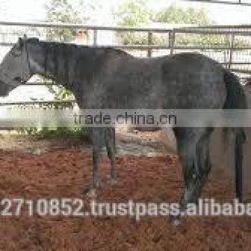 HIGH EC COCOPEAT FOR ANIMAL BEDDING