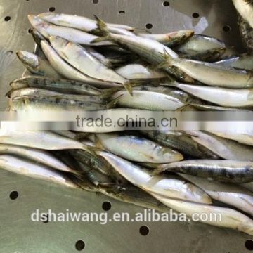 New coming W/R frozen sardine with size 8 - 9 pcs / kg