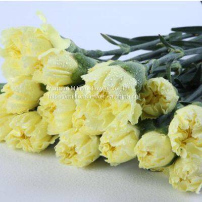 China Flower Fresh Cut Carnations Flower Mother′s Day Gift Wholesale photo-3