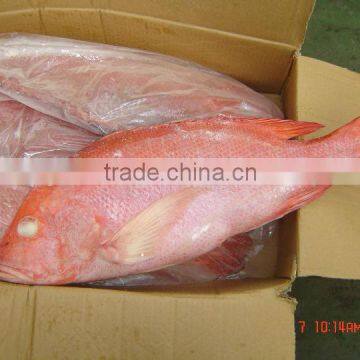 Red Snapper For Sale