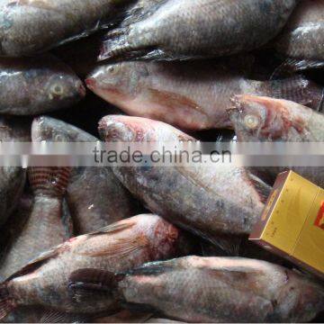 Frozen BLACK Tilapia fish W/R WGS IQF PRICE