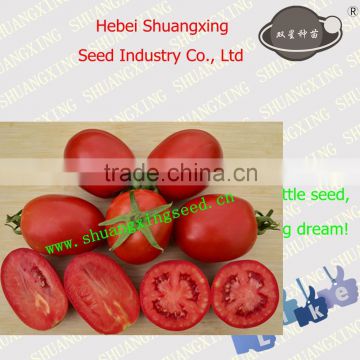 Processing Type Tomato Seed Hot Sale