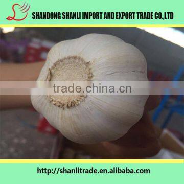 Purely Green Organic White Garlic 5pcsbag photo-5