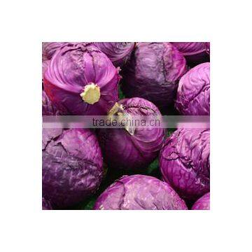 Natural green and red Dried cabbage powder