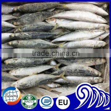 High Quality Round Scad Fish for Buyer photo-6