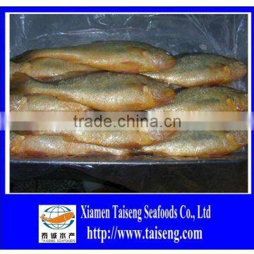 High Quality Of IQF Frozen Yellow Croaker In China