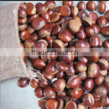 Organic Chestnut photo-3