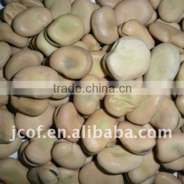 GANSU BROAD BEANS 2011 CROP(656)