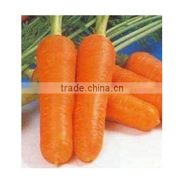 Chinese 2011 Carrot in 10kg /Carton