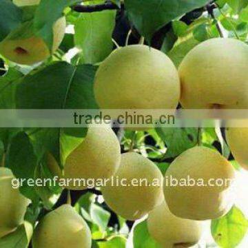 Chinese fresh Ya pear in Cartons