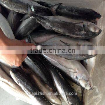 Scientific name Truchurus--Truchurus frozen fish for wholesale