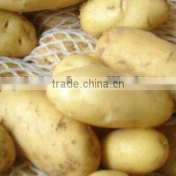 Fresh Holland potato in China for sale