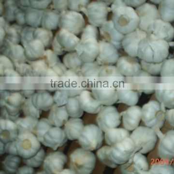 garlic seed for plant