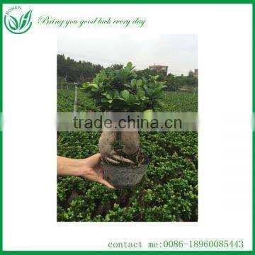 natual ginseng ficus microcarapa living indoor plants