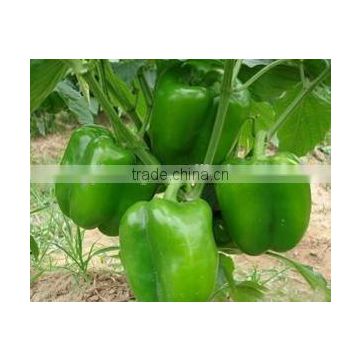 high yield anti virus pepper seeds