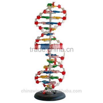 DNA Structure Demonstration Model Biology Model