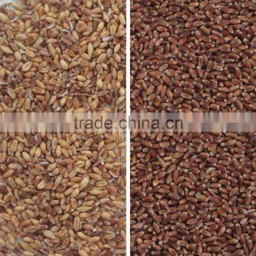 Hot Selling in Thailand Mini Intelligent Ccd Wheat Color Sorter photo-5