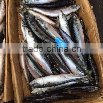 scomber japonicus 2016 new SHIPFROZEN pacific mackerel 200-300g