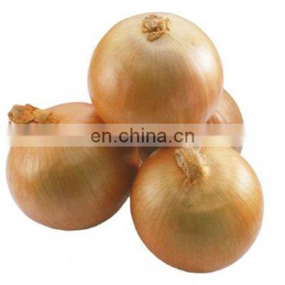 good quality yellow onion with factory price